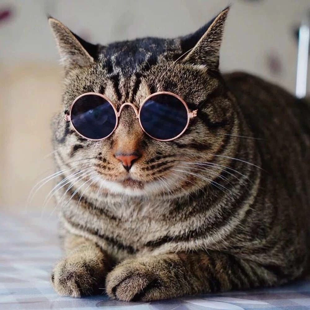 Round Shape Sunglasses For Lovely Pet Cat & Puppy