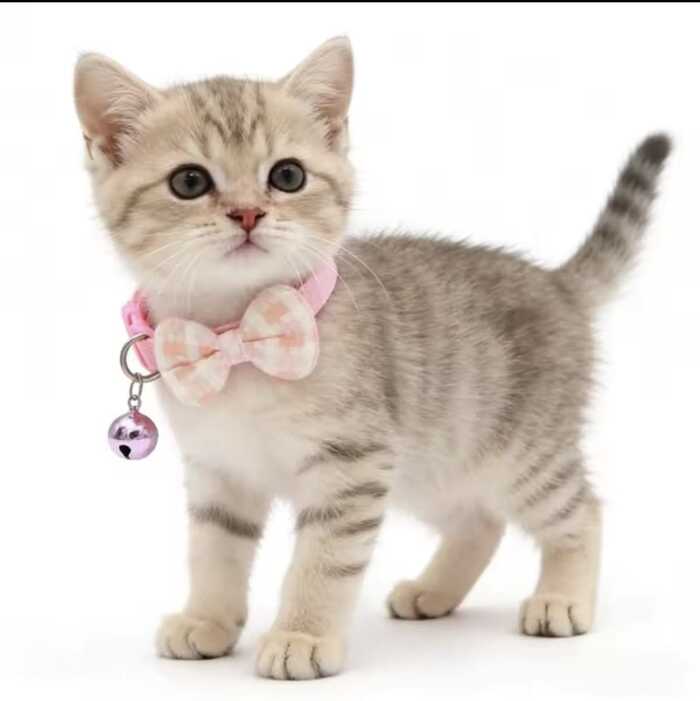 Check Printed Adjustable Pet Cat Bow Collar