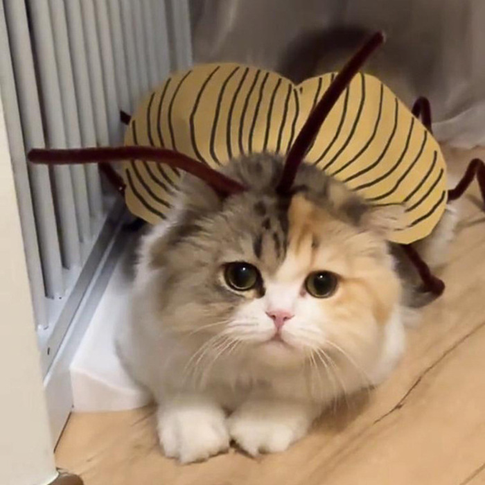 Cat Cosplay Dress Up Cockroach Costume/Clothing Funny Party Decor Outfit for Pet Cat (Need to Assemble it Yourself)