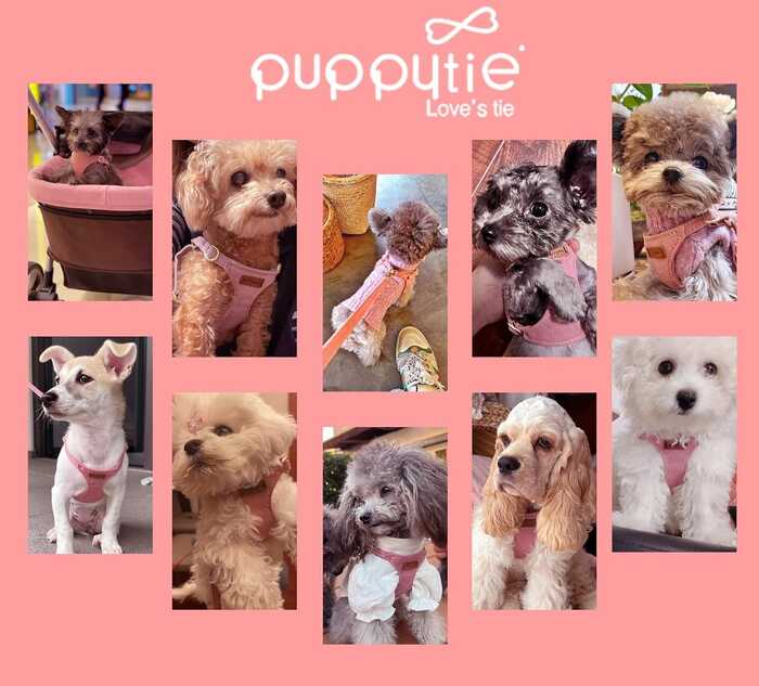 Cat & Puppy Chest Harness Set 360°Wrap Around Lightweight Chest Strap Deer Fiber Fleece Skin Friendly Cat & Dog Leash