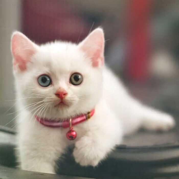 Adjustable Reflective Cat Collar - Night Safety Flashing Light Up