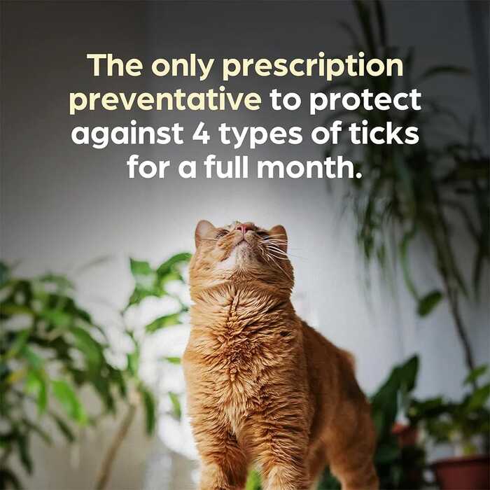 Revolution Plus Spot On (Selamectin and Sarolaner Topical Solution) for Cats 11.1–22 lbs (5.1–10 kg) Green 1 Tube