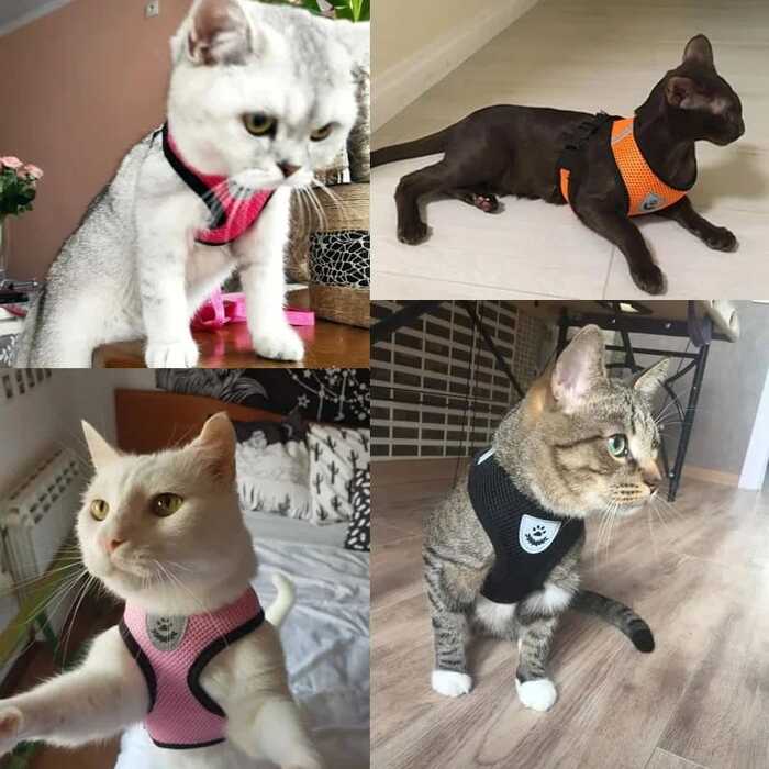 Cat Jacket Harness Harness And Leash Set Puppy Cat Vest Harness