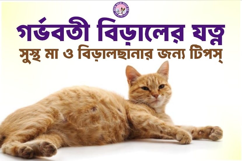 গর্ভবতী বিড়ালের যত্ন: সুস্থ মা ও বিড়ালছানার জন্য টিপস