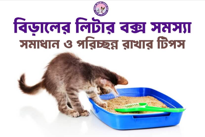 বিড়ালের লিটার বক্স সমস্যা: সমাধান এবং পরিচ্ছন্ন রাখার টিপস
